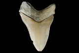 Serrated, Fossil Megalodon Tooth - Aurora, North Carolina #179723-2